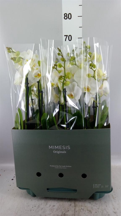Phalaenopsis  'Ant Nottingham'