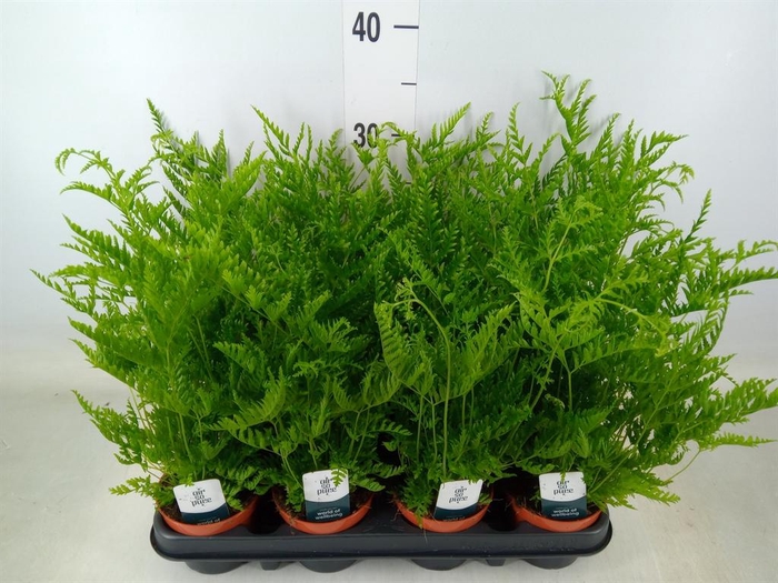 <h4>Pteris straminea</h4>