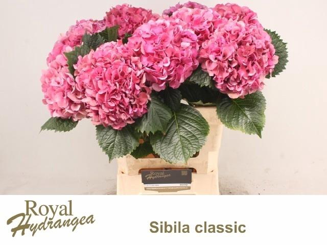 <h4>Hydr M Sibilla Pa</h4>