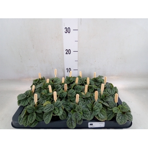 Peperomia