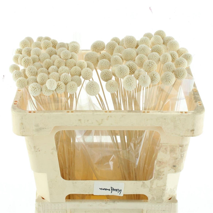 <h4>Pres Bleached Craspedia</h4>