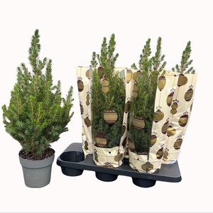 PICEA GL CONICA