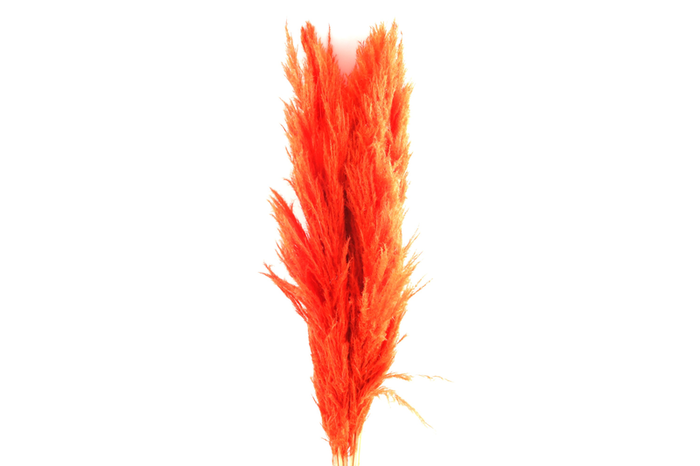 Sacuara Orange
