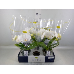 Phalaenopsis   ...white