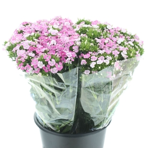 Di Barb Amazon Pink Magic Super