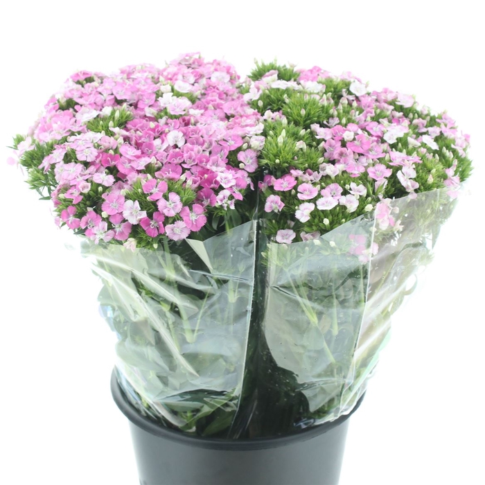 <h4>Di Barb Amazon Pink Magic Super</h4>
