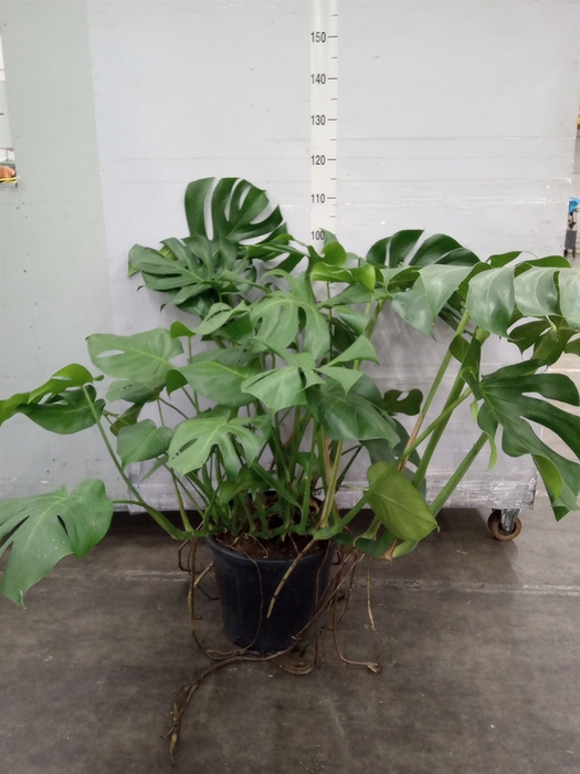 <h4>Monstera delic.</h4>