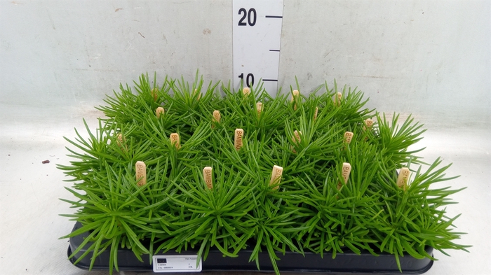 <h4>Senecio archeri 'Himalaya'</h4>