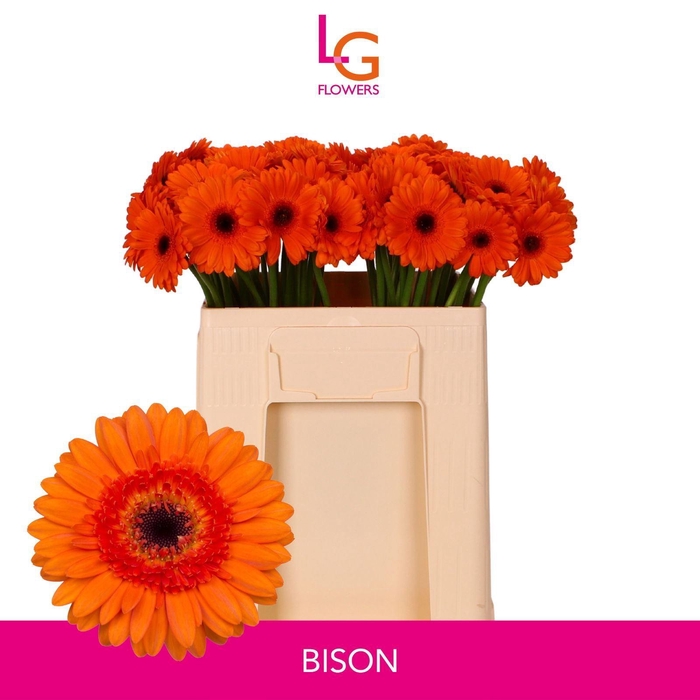 <h4>GERMINI BISON</h4>