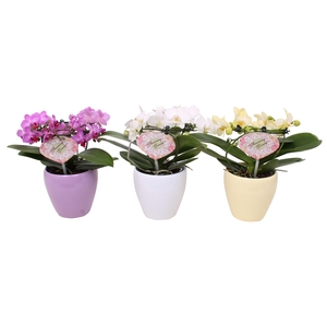 Phal. Multi vorm mix 