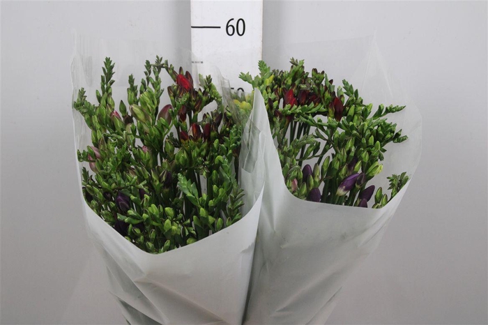 Fr En Gemengd 21gr (op Kleur!)