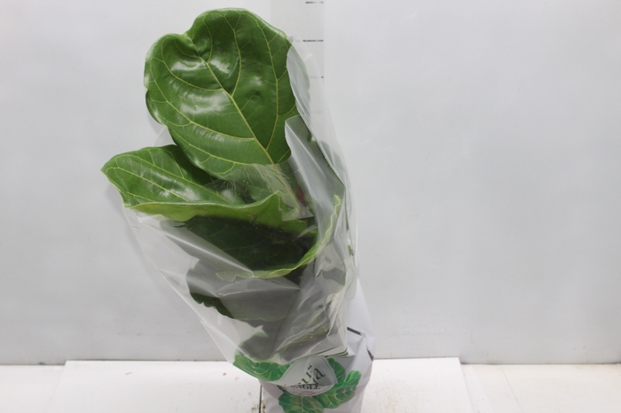 <h4>FICUS LYRATA P17</h4>