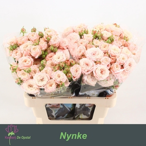 R TR NYNKE