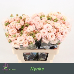 R TR NYNKE