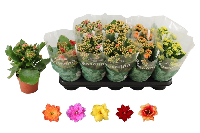 <h4>KAL GE RO GEM 5 KL</h4>