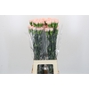 Dianthus St Novia