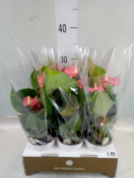 <h4>Anthurium andr. 'Livium Red Mirco'</h4>