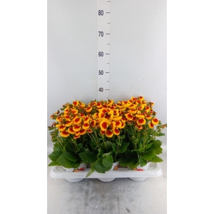 Calceolaria  'Calynopsis Yellow Re'