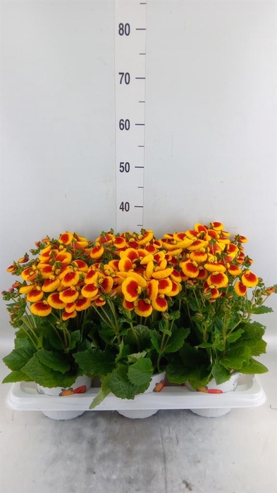 <h4>Calceolaria 'Calynopsis Yellow Re'</h4>