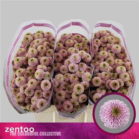 <h4>Chr S Aaa Doria Pink</h4>