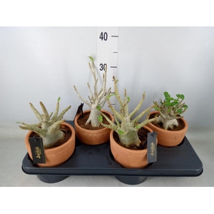 Adenium NB 'Ansu Baobab'