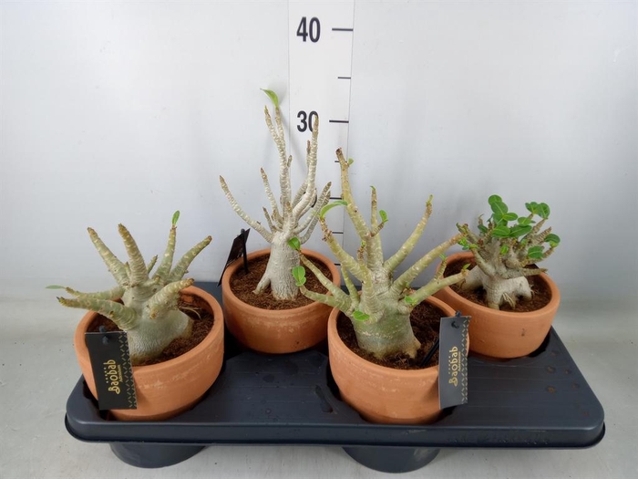 <h4>Adenium NB 'Ansu Baobab'</h4>