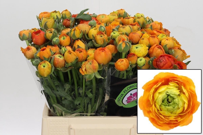 <h4>RAN EL ORANGE</h4>