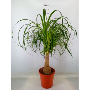 Beaucarnea recurvata