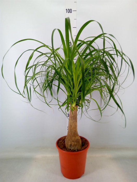 <h4>Beaucarnea recurvata</h4>
