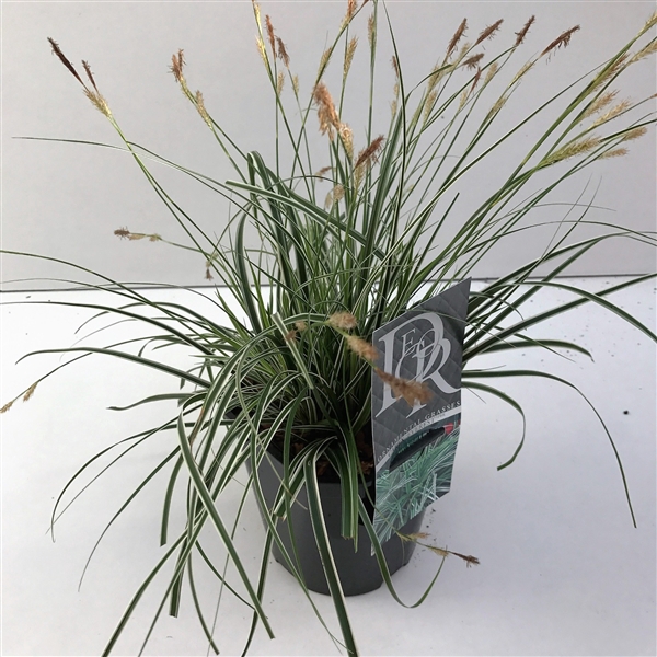 <h4>Graminées Carex 'Everest'</h4>