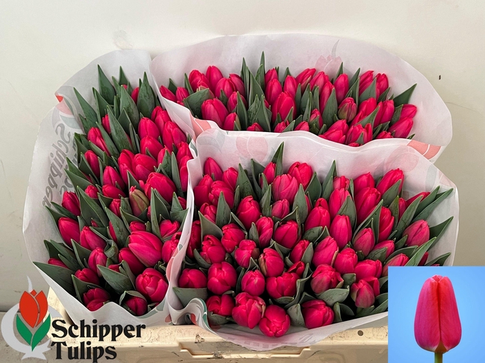 <h4>TU EN LIPSTICK</h4>