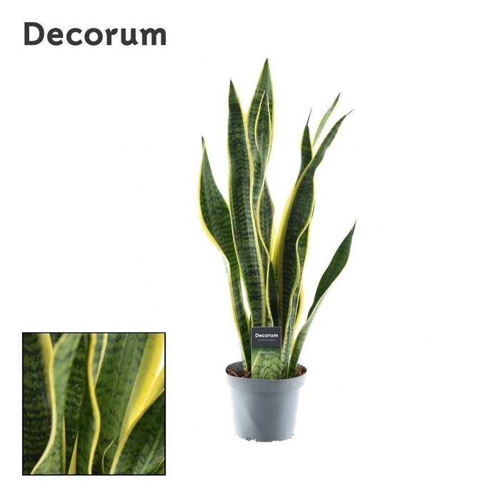 Sansevieria Laurentii XL (Decorum)