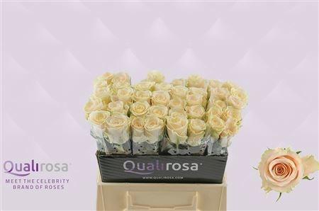 <h4>R GR CHARMANT</h4>