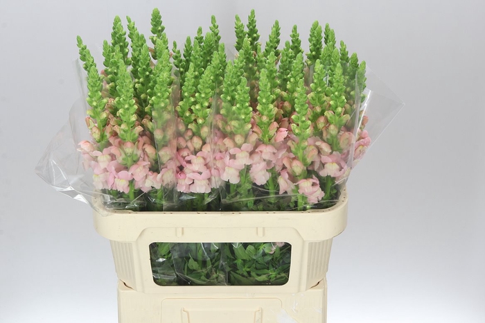 <h4>Antir Avignon Light Pink</h4>