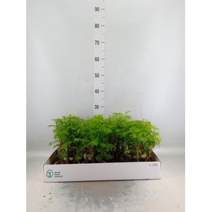 Bonsai   ...