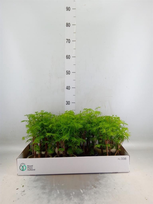<h4>Bonsai   ...</h4>