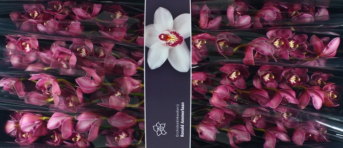 <h4>Cymbidium Red Dream</h4>