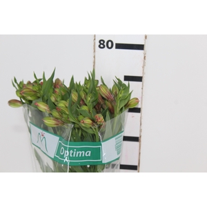 ALSTROEMERIA OPTIMA 080 CM