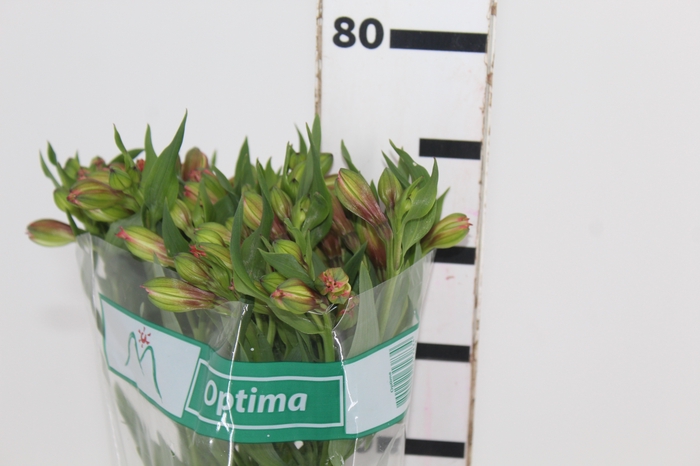 <h4>ALSTROEMERIA OPTIMA 080 CM</h4>