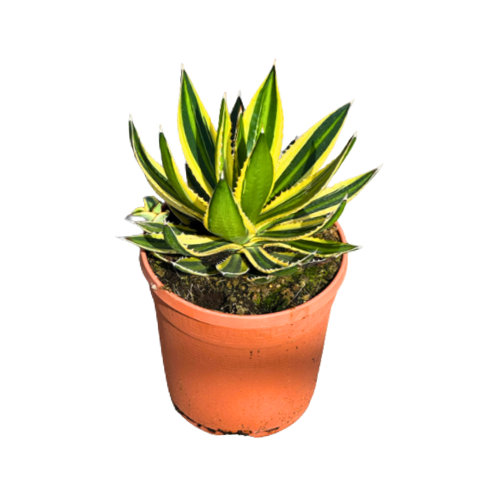 <h4>Agave overig</h4>