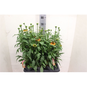Echinacea purpurea SunSeekers Orange
