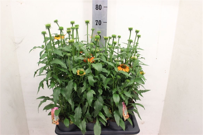 <h4>Echinacea purpurea SunSeekers Orange</h4>