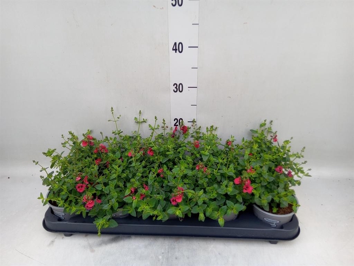 <h4>Diascia  'Piccadilly Red'</h4>
