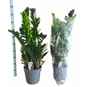 ZAMIO ZAMIIFOLIA
