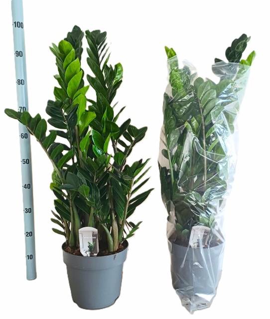 <h4>ZAMIO ZAMIIFOLIA</h4>