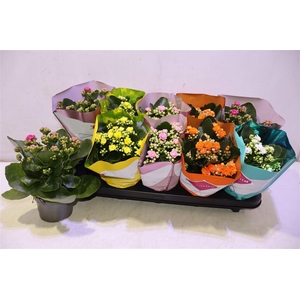 Kalanchoe Double Deluxe Mix