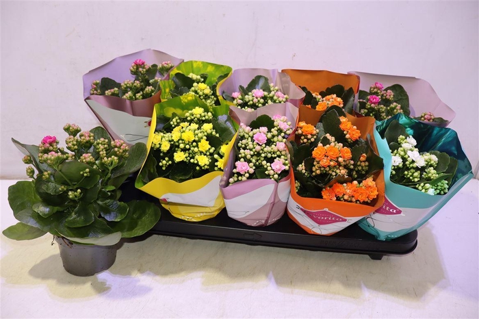 <h4>Kalanchoe Double Deluxe Mix</h4>