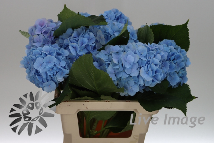 <h4>Hydrangea verena blue</h4>
