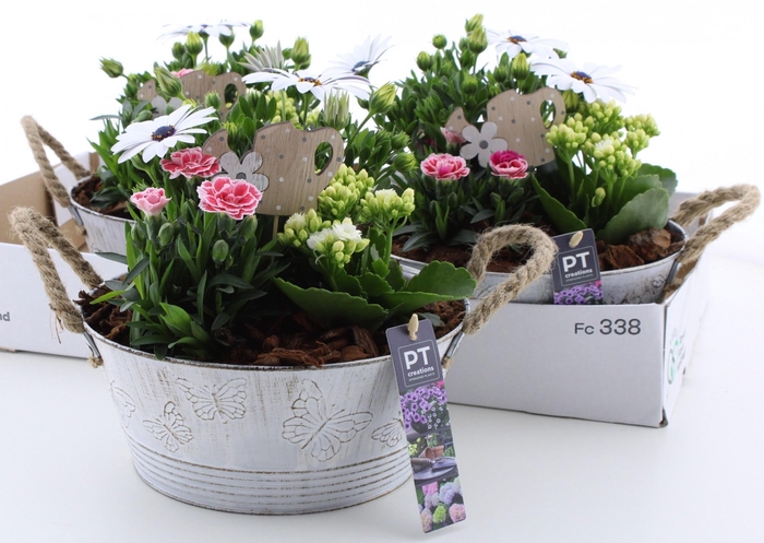 <h4>ARR TUINPLANTEN</h4>