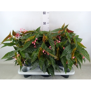 Begonia BD 'Double Dot'